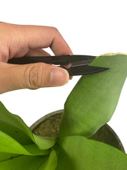 Load image into Gallery viewer, Plant Bonsai Pruner Pruning Scissors for Bud and Leaves Trimmer 6 PCS