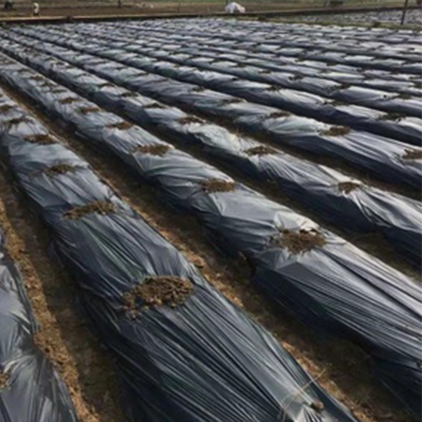 Black Plastic Sheeting Roll 6 Mil