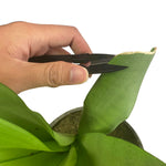 Load image into Gallery viewer, Plant Bonsai Pruner Pruning Scissors for Bud and Leaves Trimmer 6 PCS
